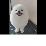 TEH DOG SQUAD!!!!!!!!!!!!!