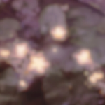 Catto Blossom
