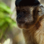 Monkey International Fan Club
