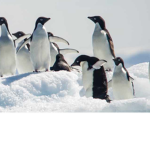 ~team._.pinguin~