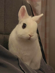 E G G S O U P