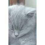 British Shorthair Kitten Group