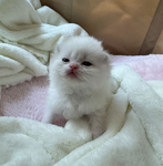 Pawsomness