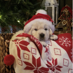 🦌✰🎄