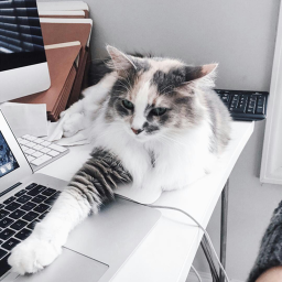 ♡ every cat owner ♡