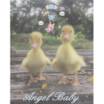 The Aggressive Duckies