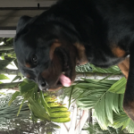 El conejo Eli