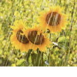 rainy sunflowers