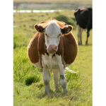 chubby cow army
