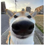 garry's dog group :D