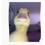 Group for people who like ducks