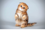 Kittymiao team