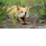 foxes are cute