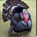 turky_squad