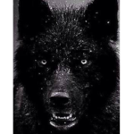 darkwolf youtube