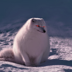 Täp Resurrected