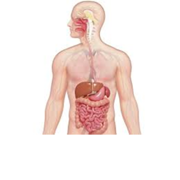 THE DIGESTIVE SYSTEM!