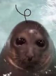 The sealiest
