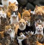 catboys go meow