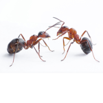 Ant Gamer Fan group studios!
