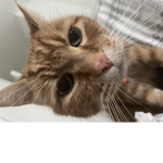 Ginger Cats rule forever