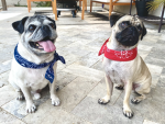pug live studio