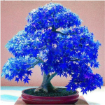 wonder-ficus club