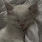 MilkCatAsh