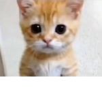El gato is so cute
