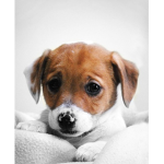 Jack russel!!!!