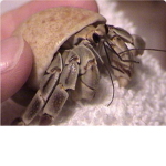 Hermit Crab Gaming!