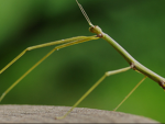 Stick Bug On Top