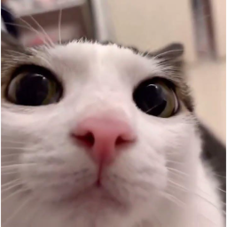Merge cat game