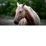 Hello every1