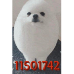 EGGDOG IS GOD