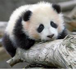 PANDA GIRLS NO BOYS!!!!!