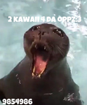 medores