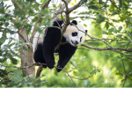 KarKarPanda