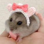 ~cola’s hammy’s~