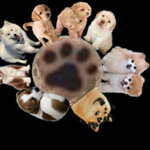 Dog rb