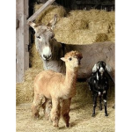 Donkeys and llamas