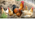 chicken squad 3000