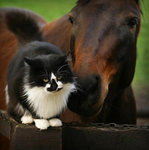 RHR Equine Applications