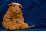 Guinea piggie pops