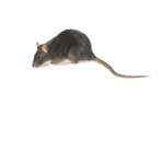 *~THE RATS~*