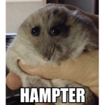 Hampter Cult