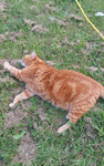 STRETCHY GINGER CAT GROUP