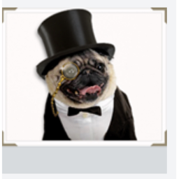 Pug runnnnn!