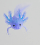 Axolotl group :) :3