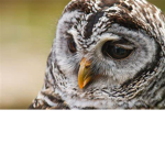 The owlsss